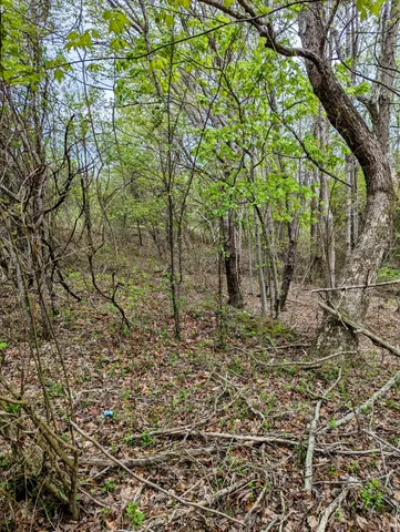 a view of a yard with a tree