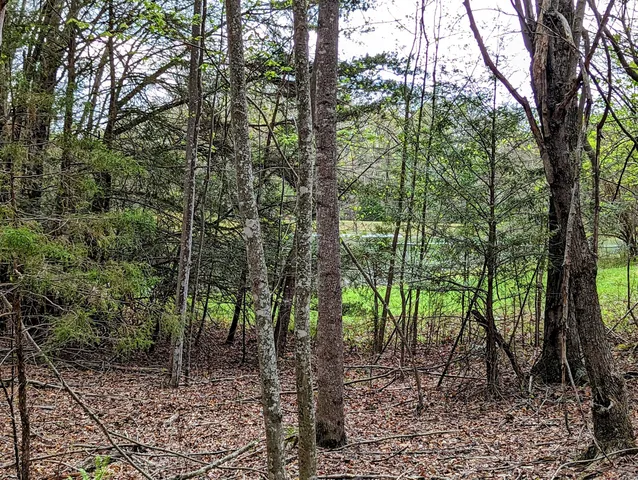 a view of a forest with trees