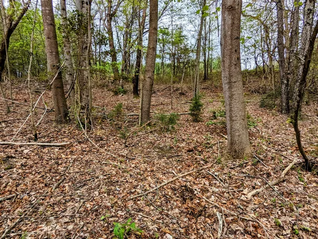 a view of a forest with trees