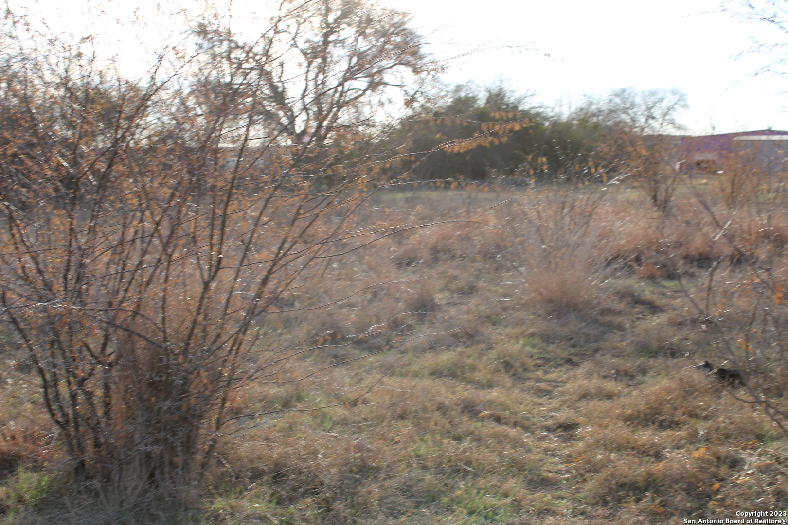 a view of a dry yard with trees