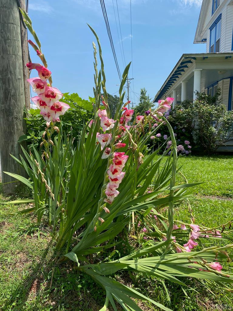 302 Main Street Winfall, NC 27944 - Photo 5 of 60 Gallery Image 5