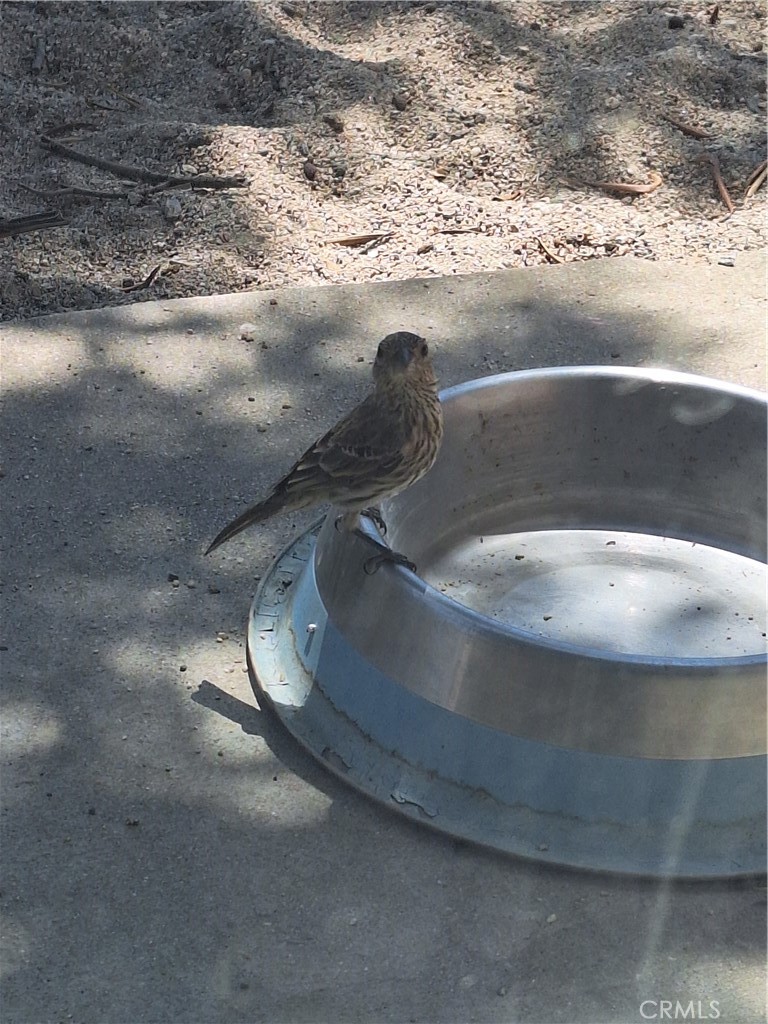 31312 Indian Oak Road Acton, CA 93510 - Photo 36 of 48 Birds visit every day