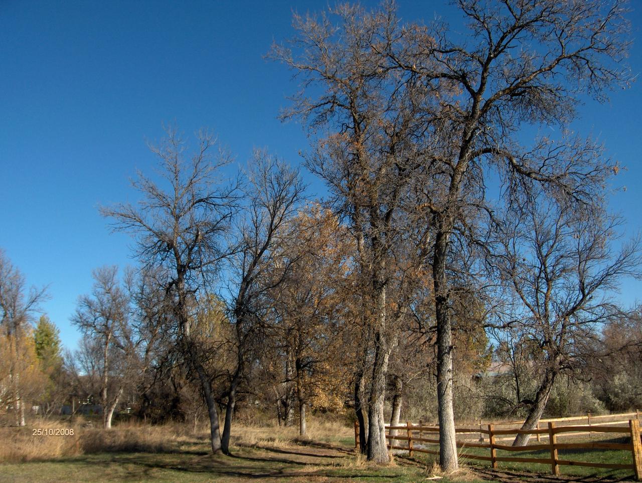 Trees on lot.