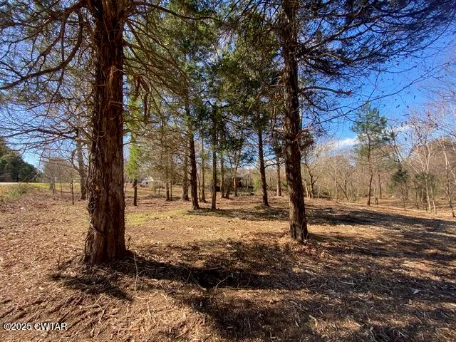 a view of a tree in the middle of a yard
