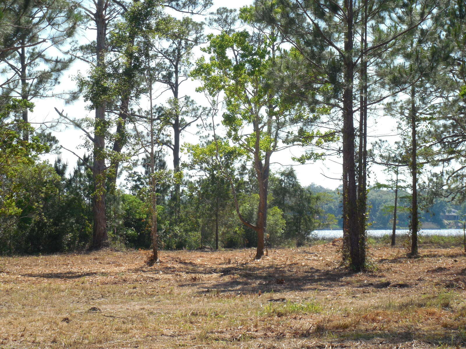 Tbd Petersen Point Road, Unit PARCEL 5 Milton, FL 32583 - Photo 3 of 7 DSCN1013