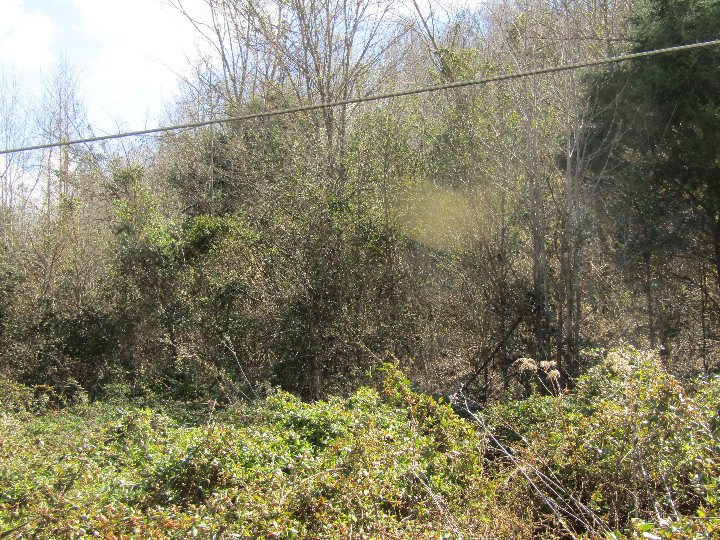 Lot #8 Davis Valley Road, Unit 8 Afton, TN 37616 - Photo 4 of 5 8,9,10,11