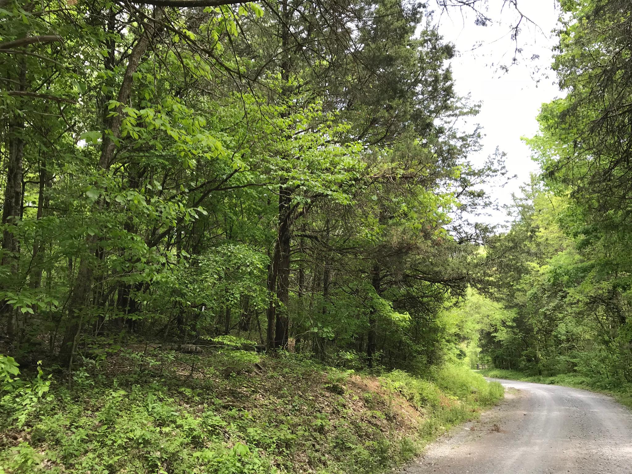 0 Cooper Branch Road Mulberry, TN 37359 - Photo 1 of 9 a view of a forest with trees in the background