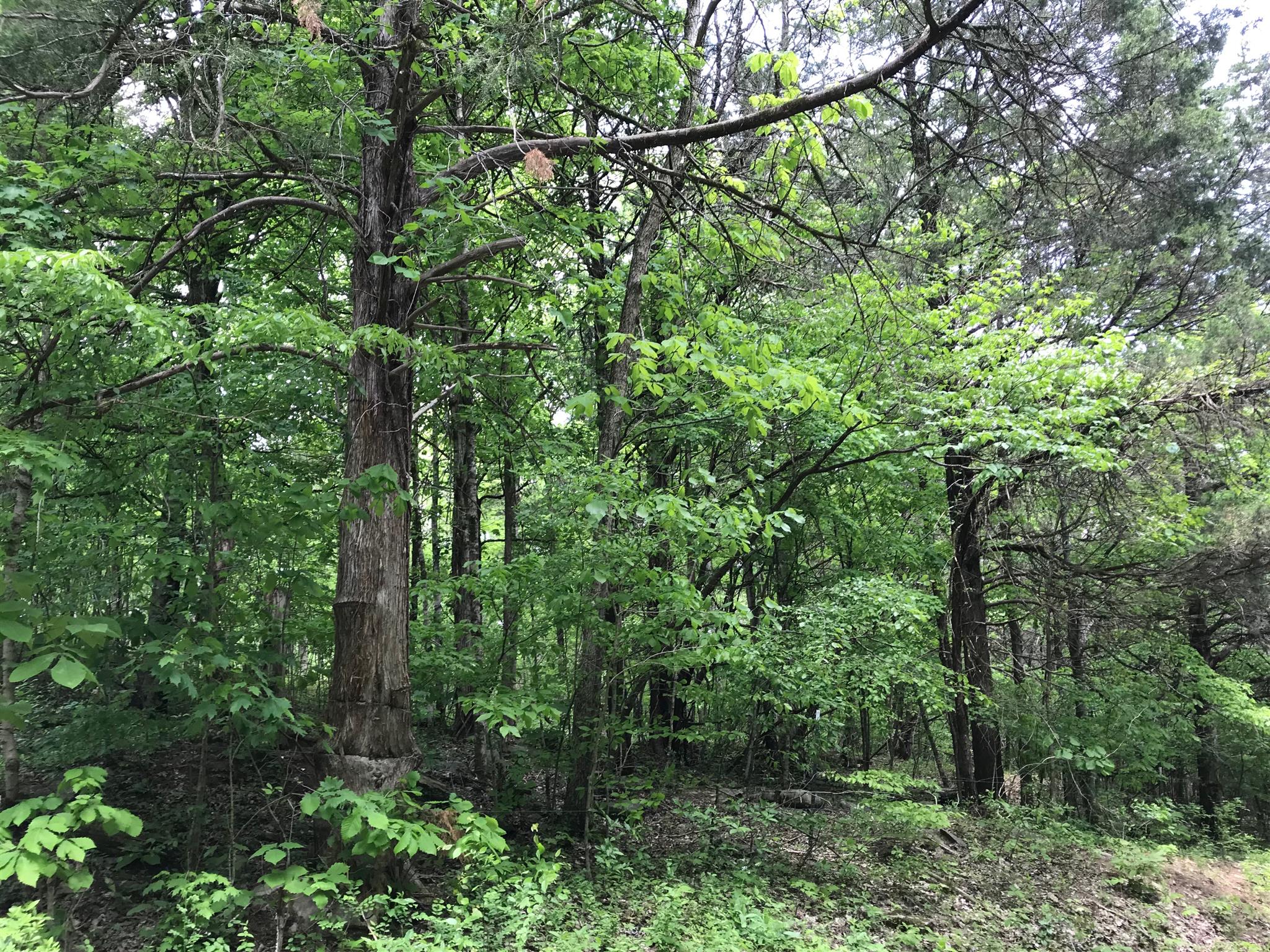 0 Cooper Branch Road Mulberry, TN 37359 - Photo 2 of 9 a view of a forest with a tree