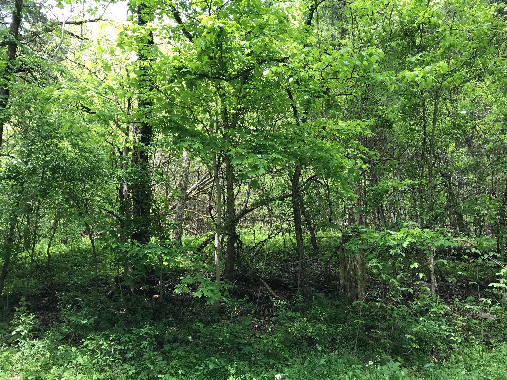 0 Cooper Branch Road Mulberry, TN 37359 - Photo 4 of 9 a view of a lush green forest with lots of trees
