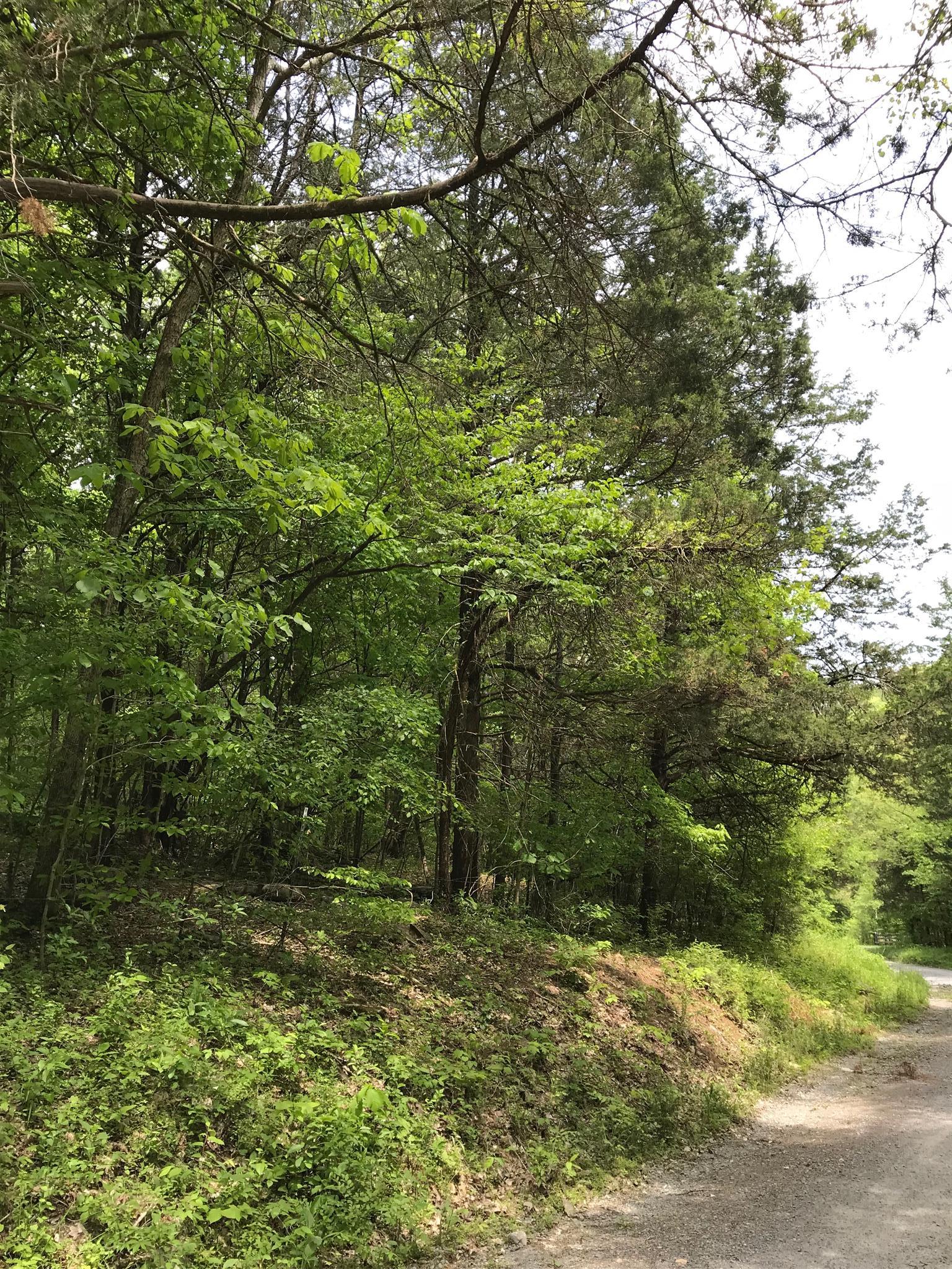 0 Cooper Branch Road Mulberry, TN 37359 - Photo 5 of 9 a view of a yard with plants and large trees