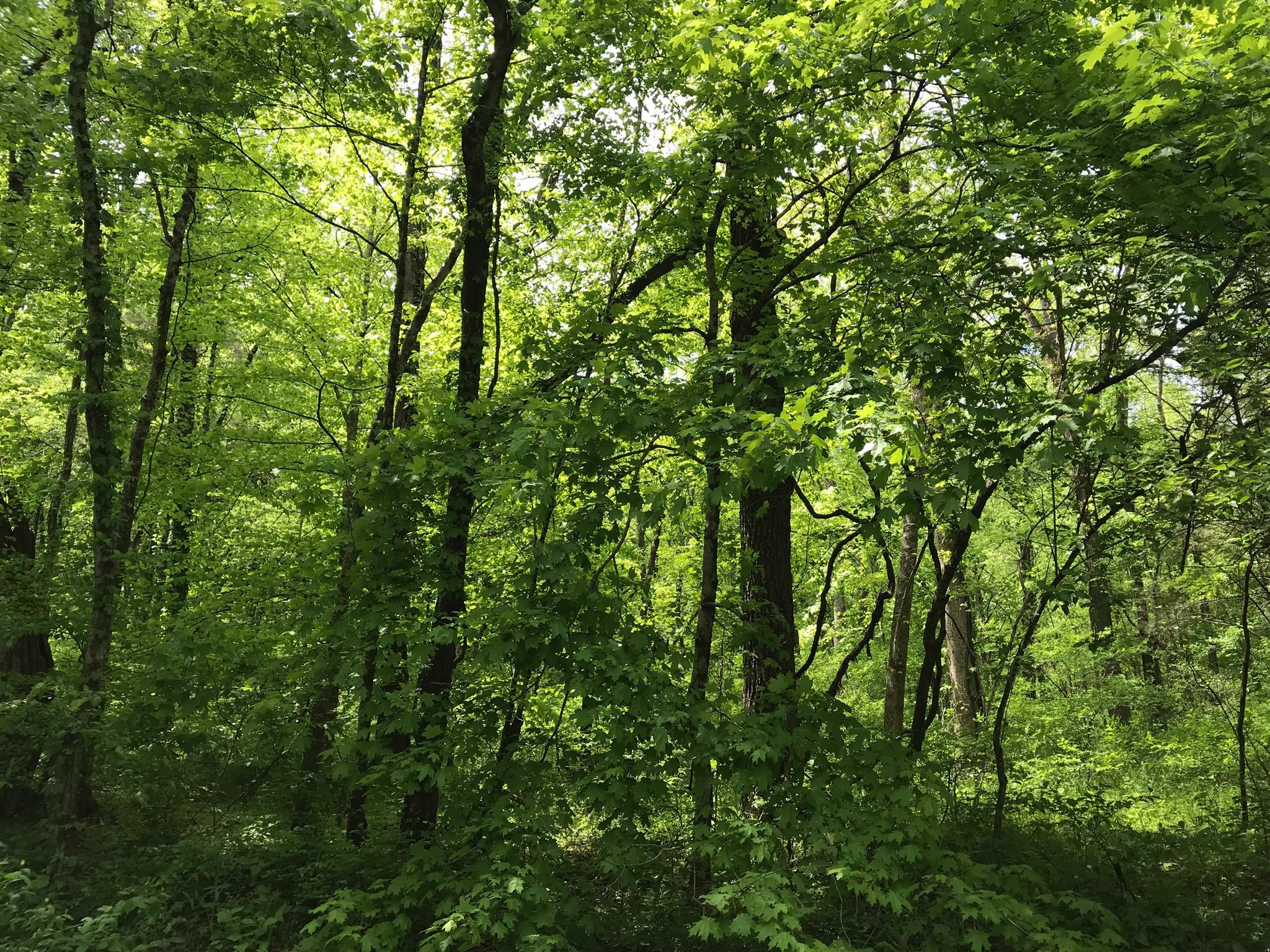 0 Cooper Branch Road Mulberry, TN 37359 - Photo 7 of 9 a view of a lush green forest