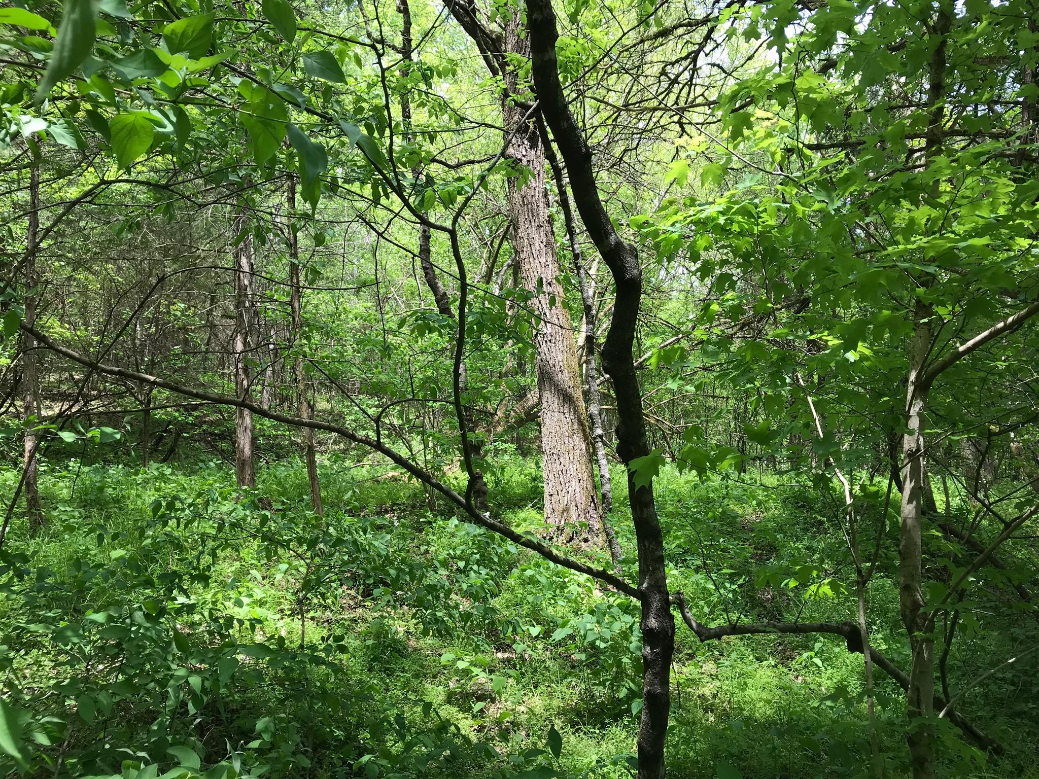0 Cooper Branch Road Mulberry, TN 37359 - Photo 8 of 9 a backyard of a house with lots of trees
