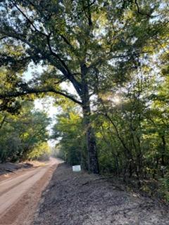 8535 Mathis Store Road Richland, GA 31825 - Photo 45 of 47 looking west down dirt road