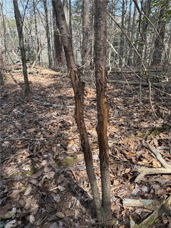 0 Fisher Road Tobaccoville, NC 27050 - Photo 13 of 15 Buck rub. Multiple rubs in the area and lots of other deer/turkey sign.
