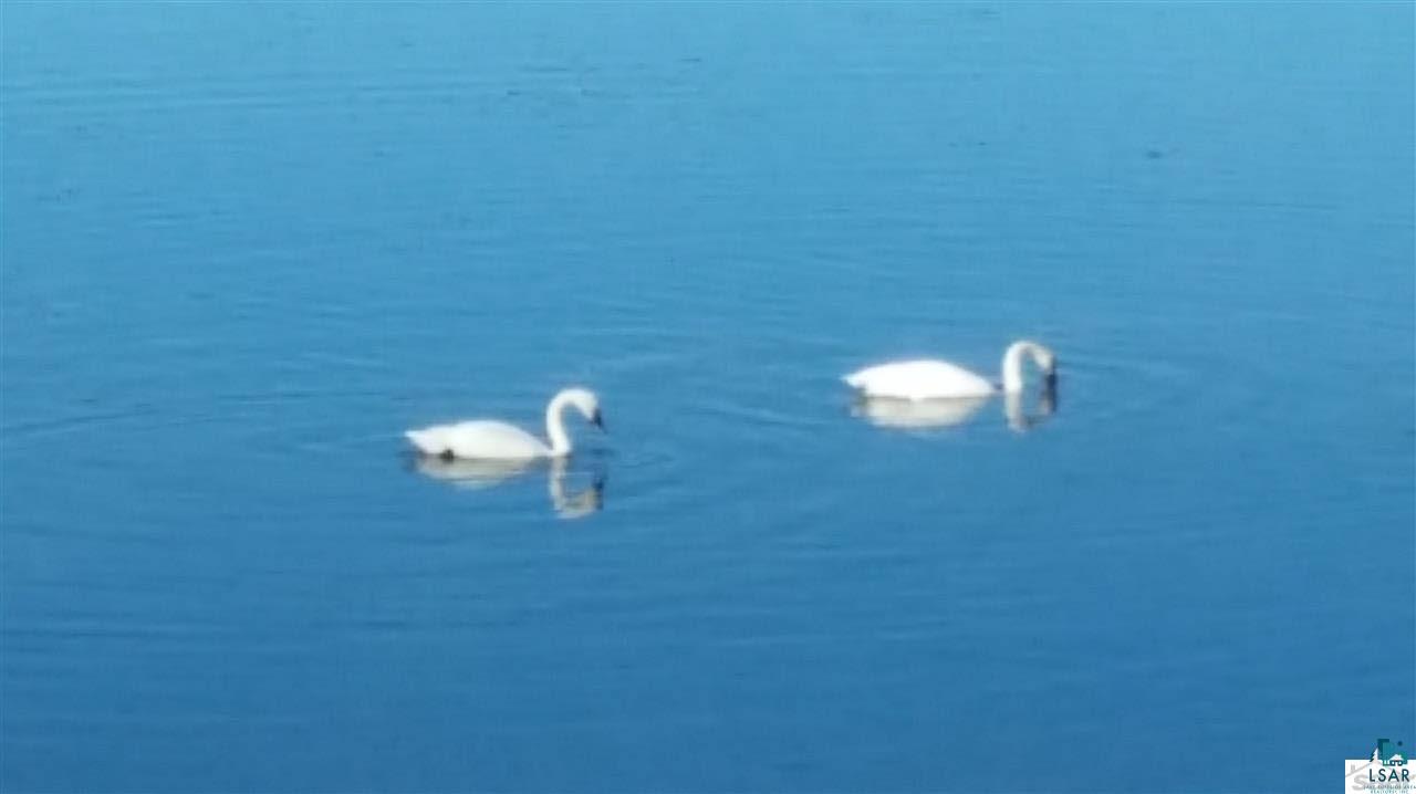 7098 South Steele Lake Road Lake Nebagamon, WI 54849 - Photo 6 of 25 Resident Swans!