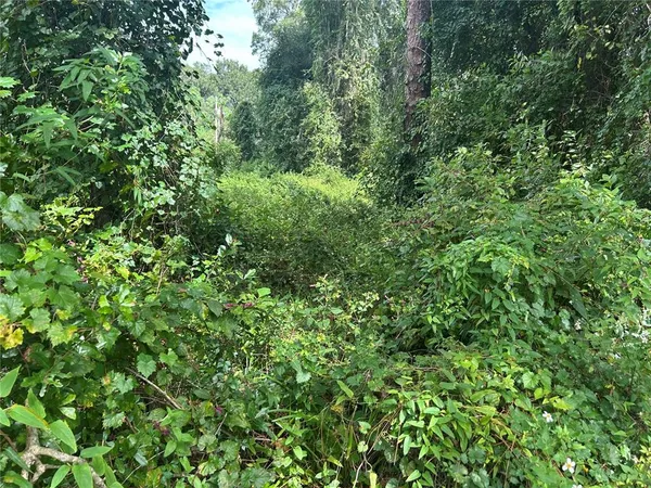 a view of a lush green forest