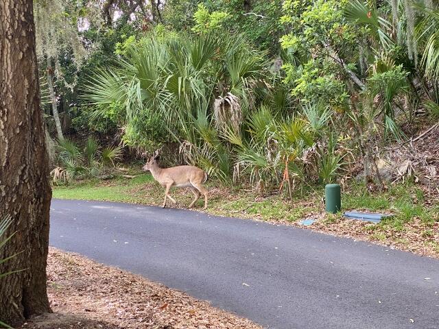 514 Oristo Ridge, Unit B Edisto Island, SC 29438 - Photo 21 of 97 8