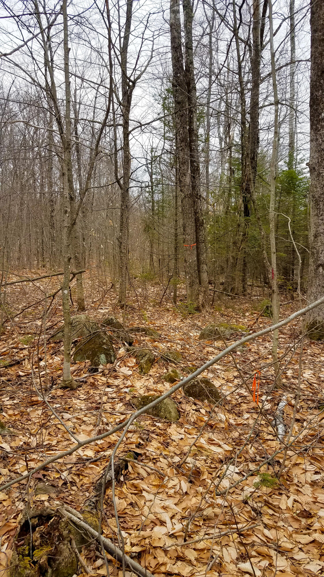 Lot 30 Charleston Road Dexter, ME 04930 - Photo 31 of 42 Lot 30 (27 of 38)