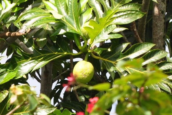 6428 Kipapa Road Kapaa, HI 96746 - Photo 23 of 25 Gallery Image 23