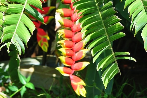 6428 Kipapa Road Kapaa, HI 96746 - Photo 24 of 25 Gallery Image 24