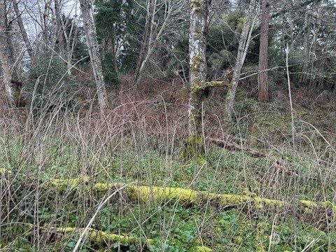 0 Ewing Clinton, WA 98236 - Photo 5 of 17 a view of a forest with a tree