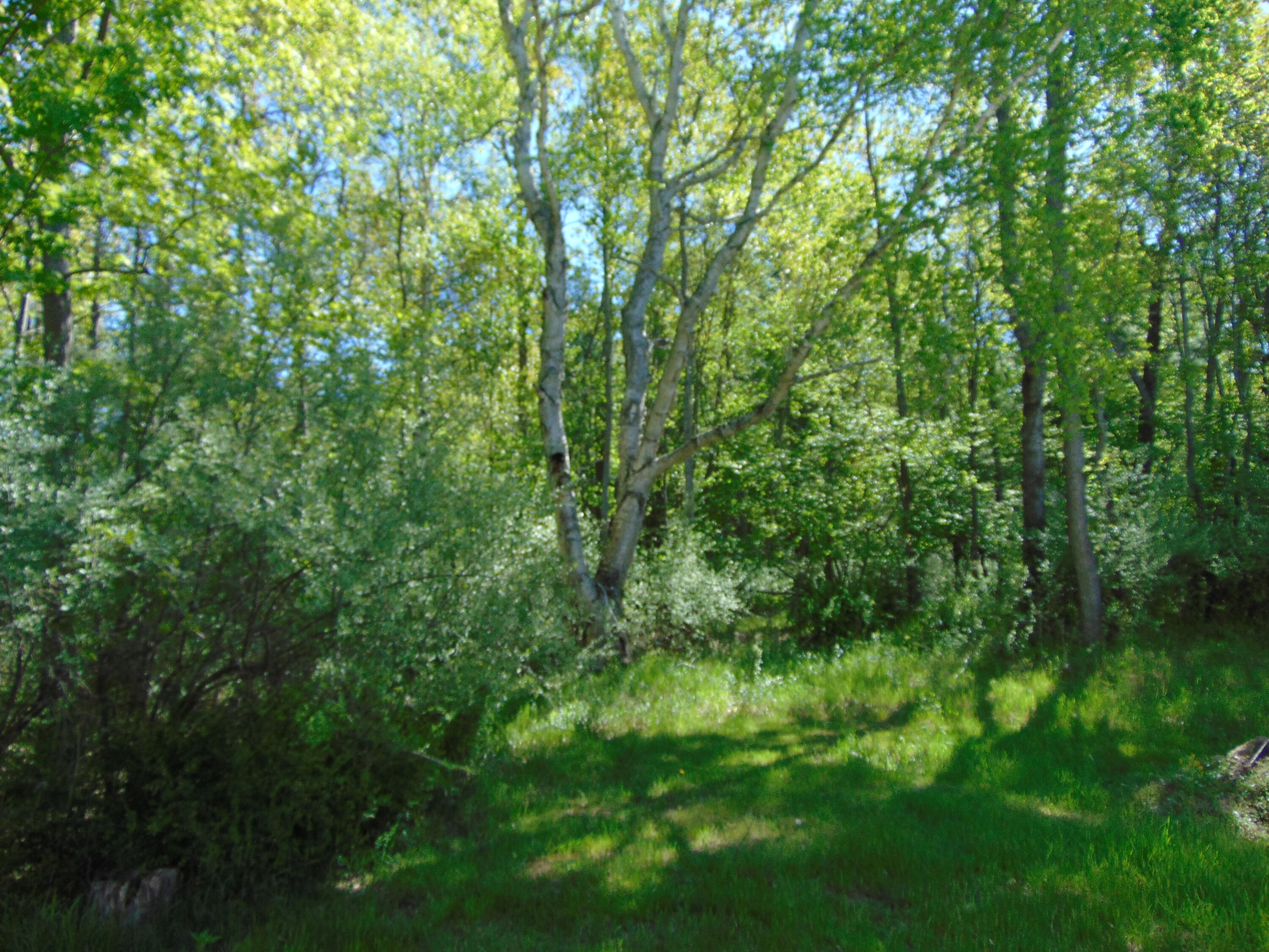 1595 South Poor Farm Road Mikado, MI 48745 - Photo 19 of 78 DSC05296