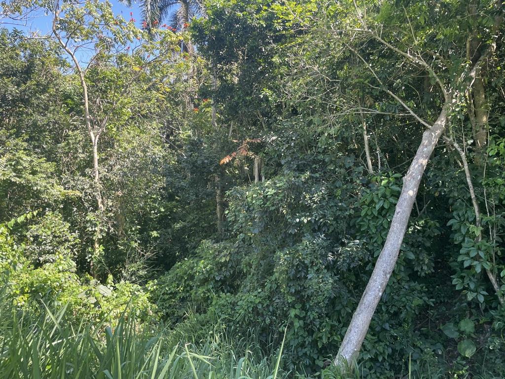 Jacinto Caguas, PR 00725 - Photo 11 of 16