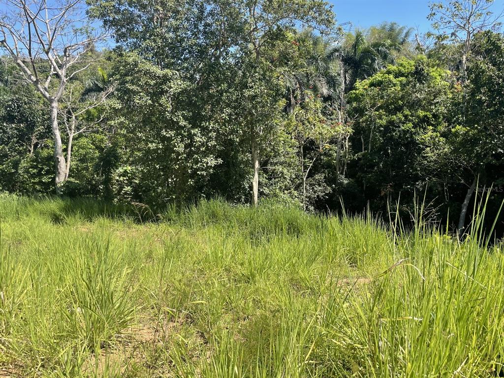 Jacinto Caguas, PR 00725 - Photo 12 of 16