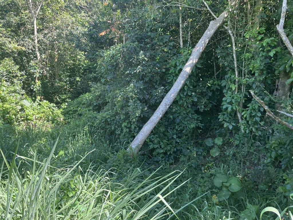 Jacinto Caguas, PR 00725 - Photo 5 of 16