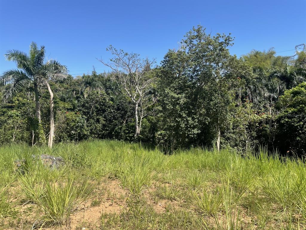 Jacinto Caguas, PR 00725 - Photo 8 of 16