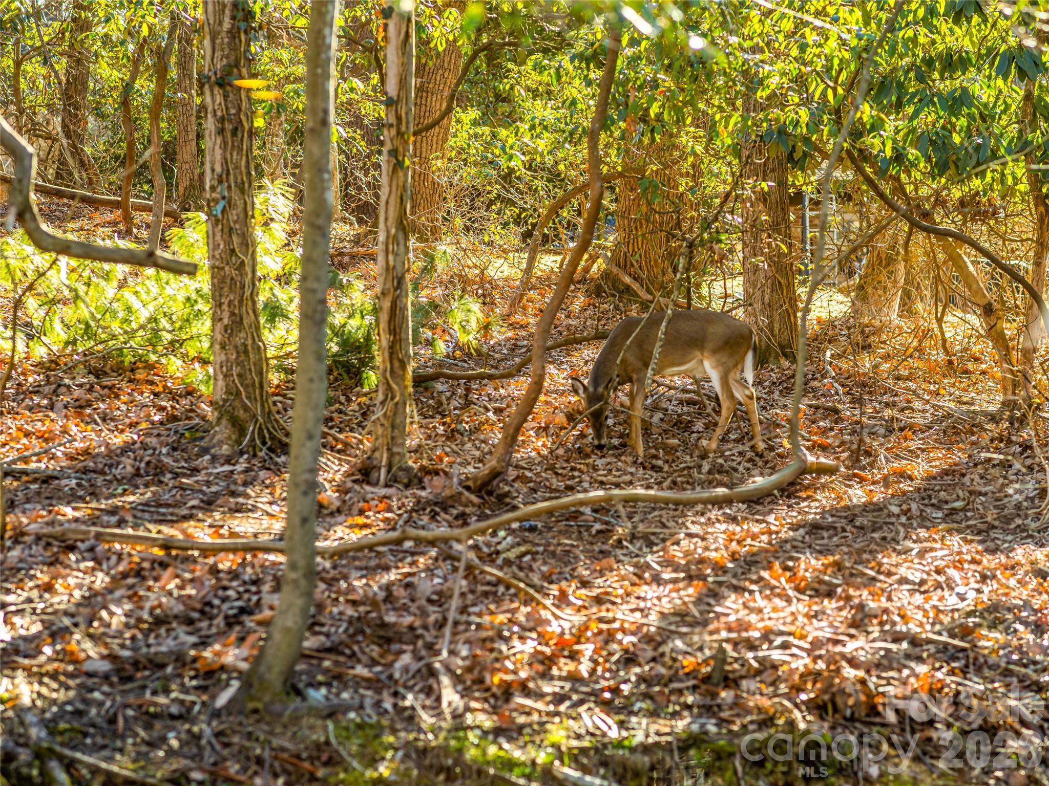 2388 Hebron Road Hendersonville, NC 28739 - Photo 42 of 42 a backyard of a house with a tree