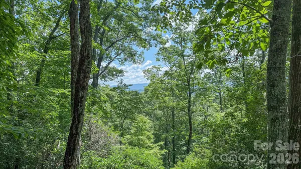 a view of forest
