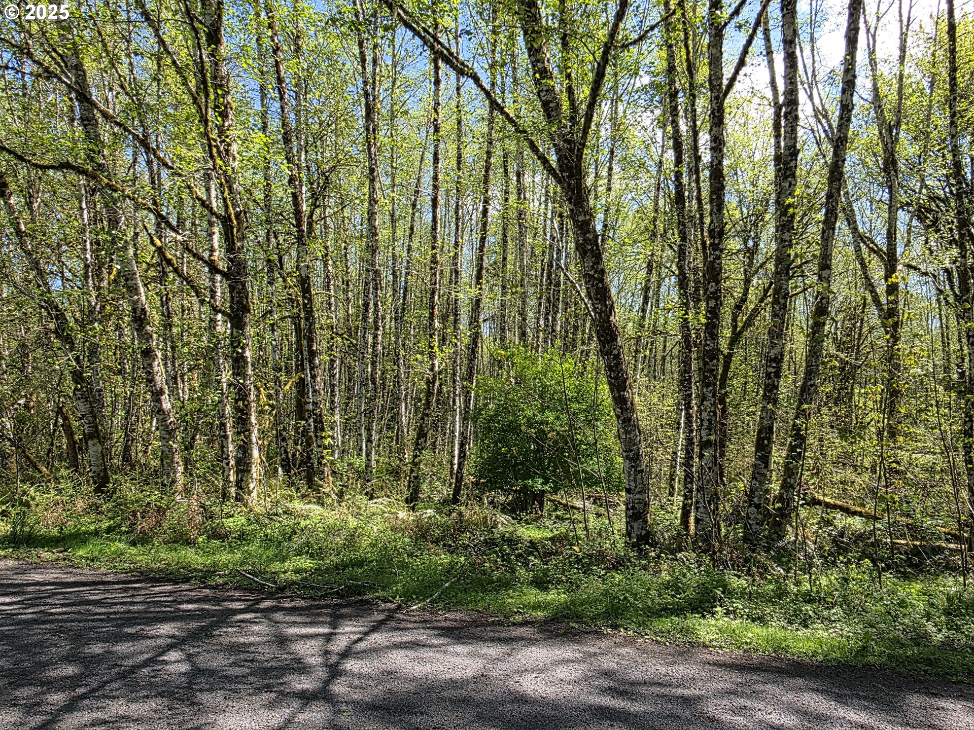 Mill Falls Lane Longview, WA 98632 - Photo 13 of 18 a view of outdoor space and green space