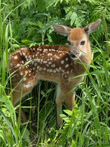 $114,900 | 9306 Snake Run Road, East Otto, NY 14729