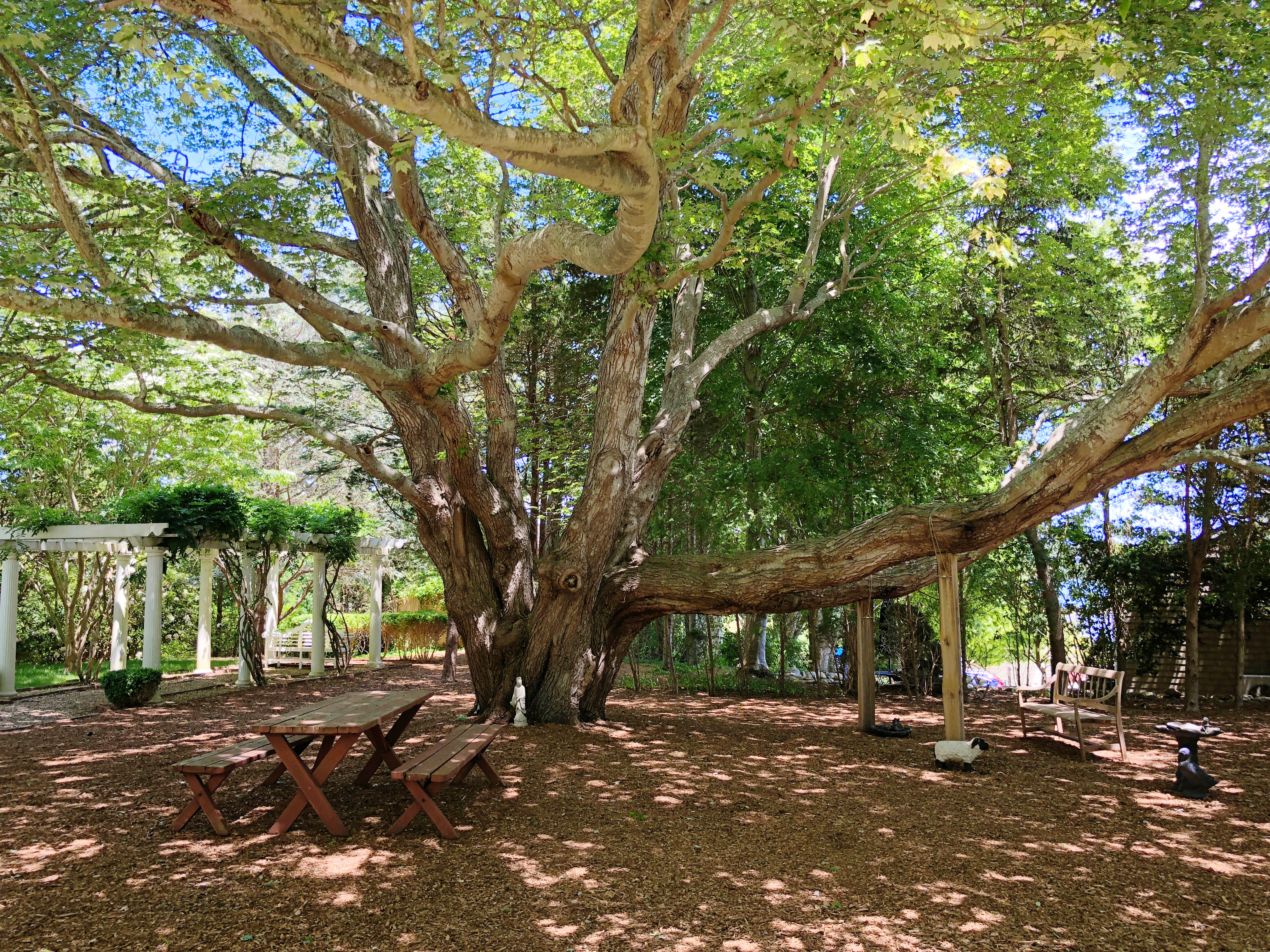 57 Hines Point Road Vineyard Haven, MA 02568 - Photo 29 of 29 a view of a yard with plants and trees