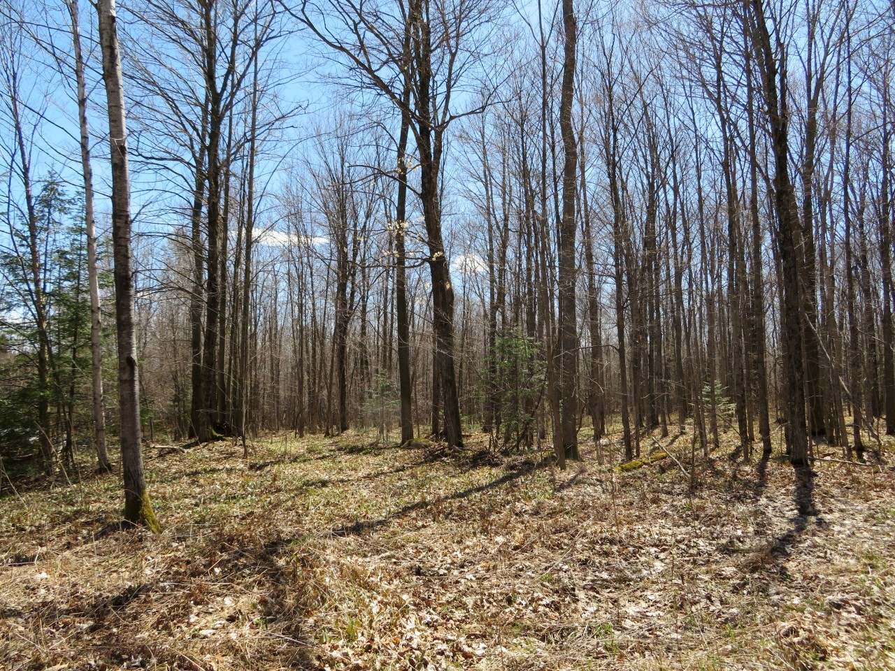 N4765 Shielke Road Gleason, WI 54435 - Photo 13 of 18 Gallery Image 13