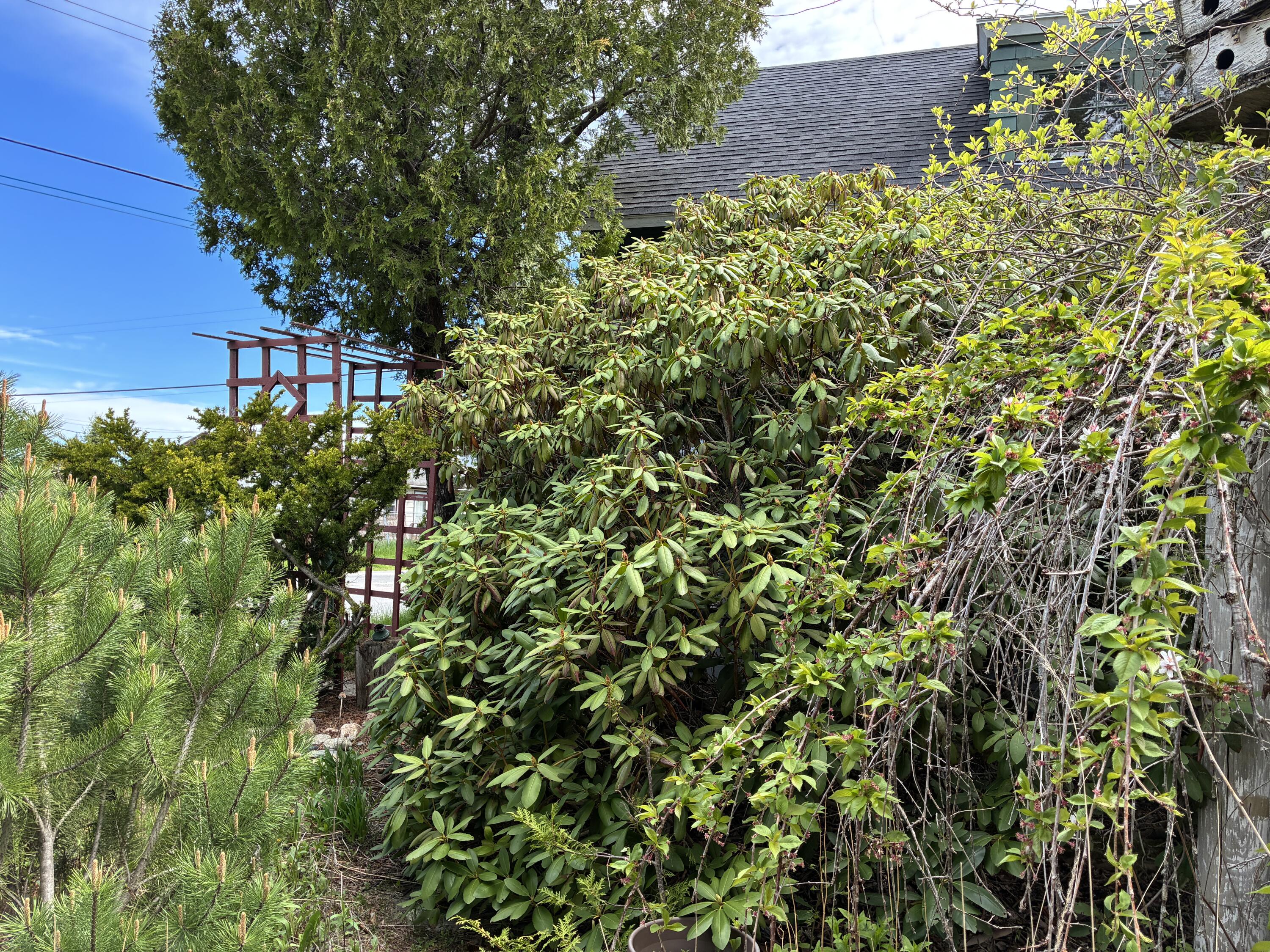 68 Village Road Steuben, ME 04680 - Photo 2 of 53 Rhododendron lining the front walkway.