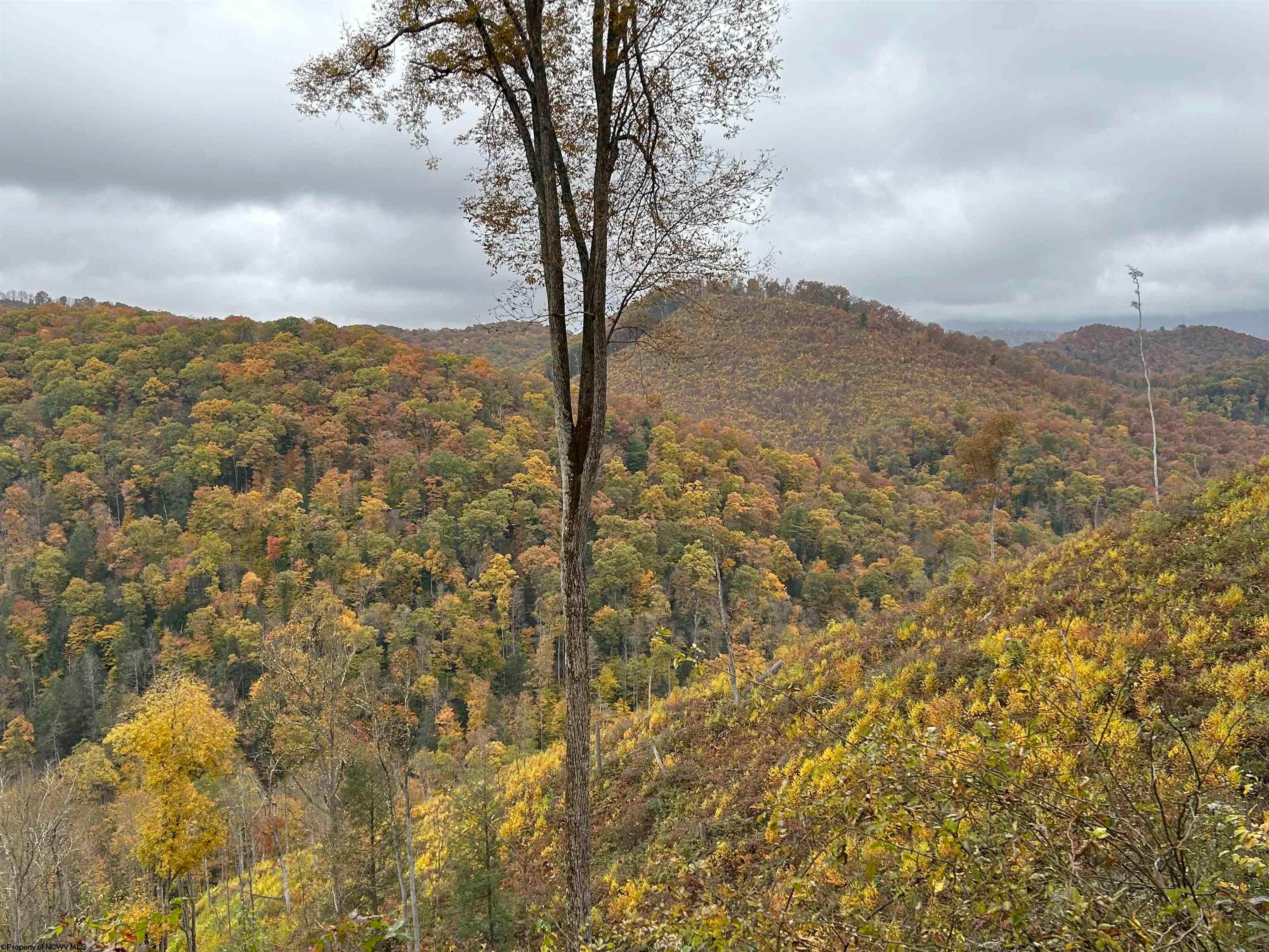 0 Hile Run Road Parsons, WV 26287 - Photo 1 of 9 Gallery Image 1