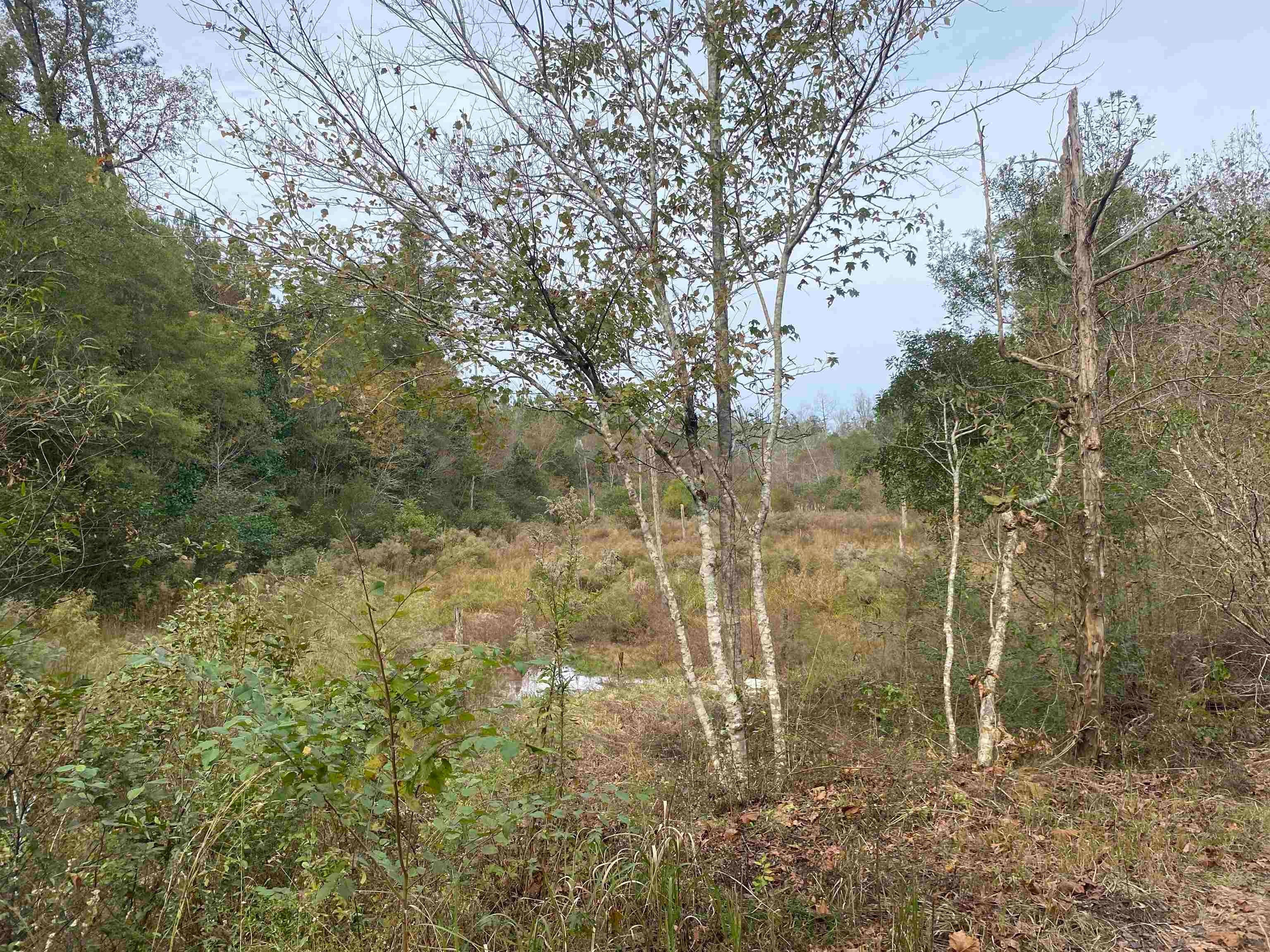 4217 Ard Creek Road Red Level, AL 36474 - Photo 9 of 15 Gallery Image 9