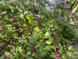 25035 Northeast 131st Place Salt Springs, FL 32134 - Photo 7 of 21 a view of a plant