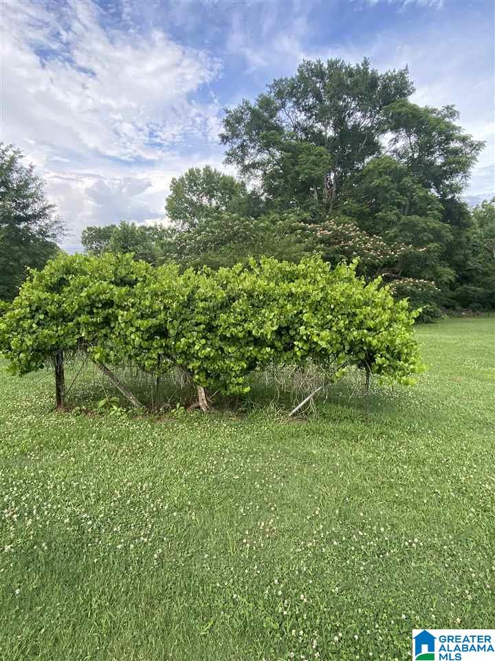 4018 County Road 495 Verbena, AL 36091 - Photo 7 of 44