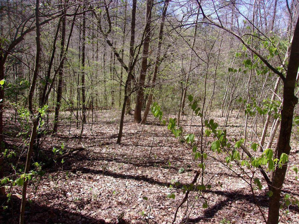 6309 Fairview Road Marble, NC 28905 - Photo 2 of 10