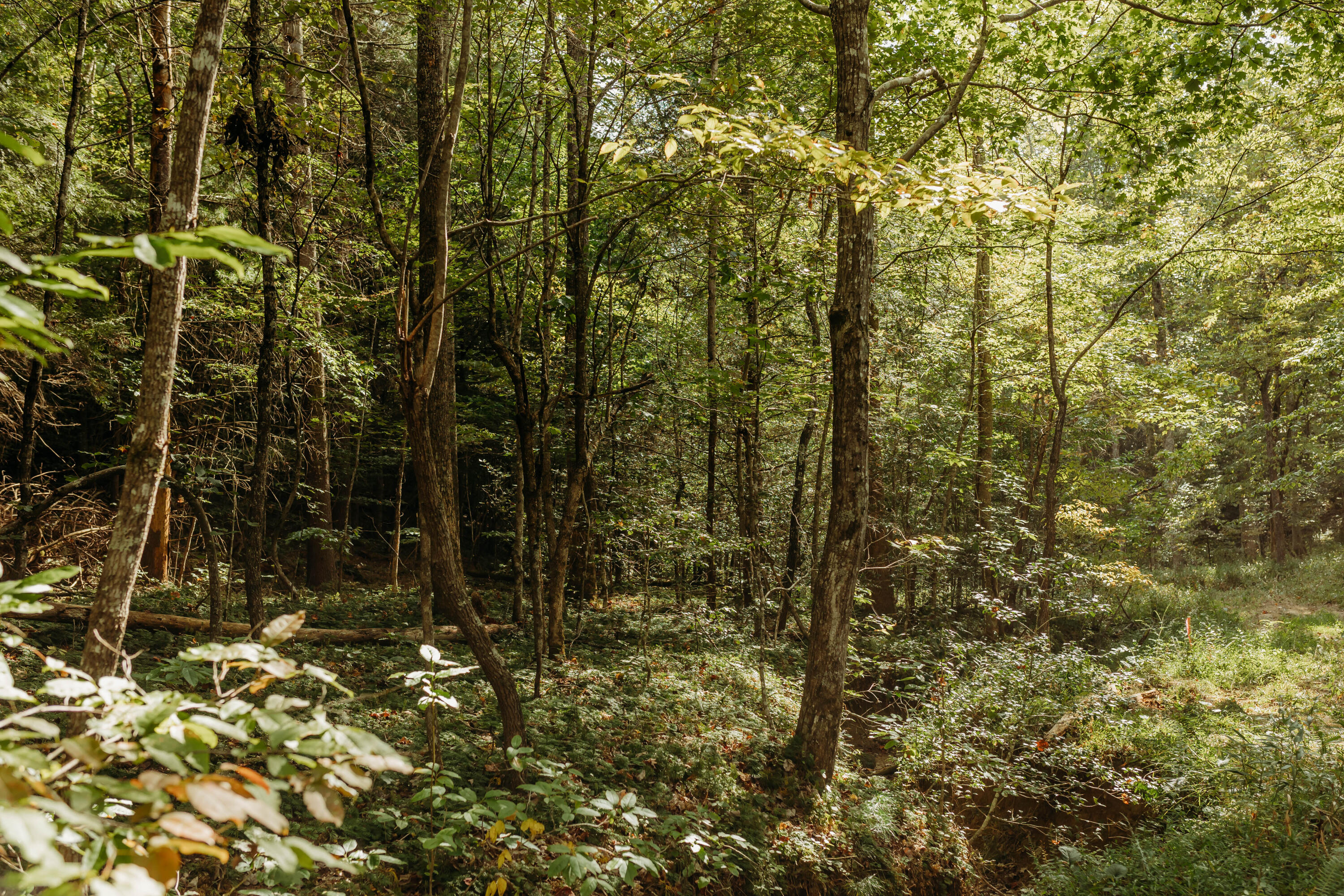 Lot 33 Lower Holler Top Road Campton, KY 41301 - Photo 11 of 11 FO7A1098