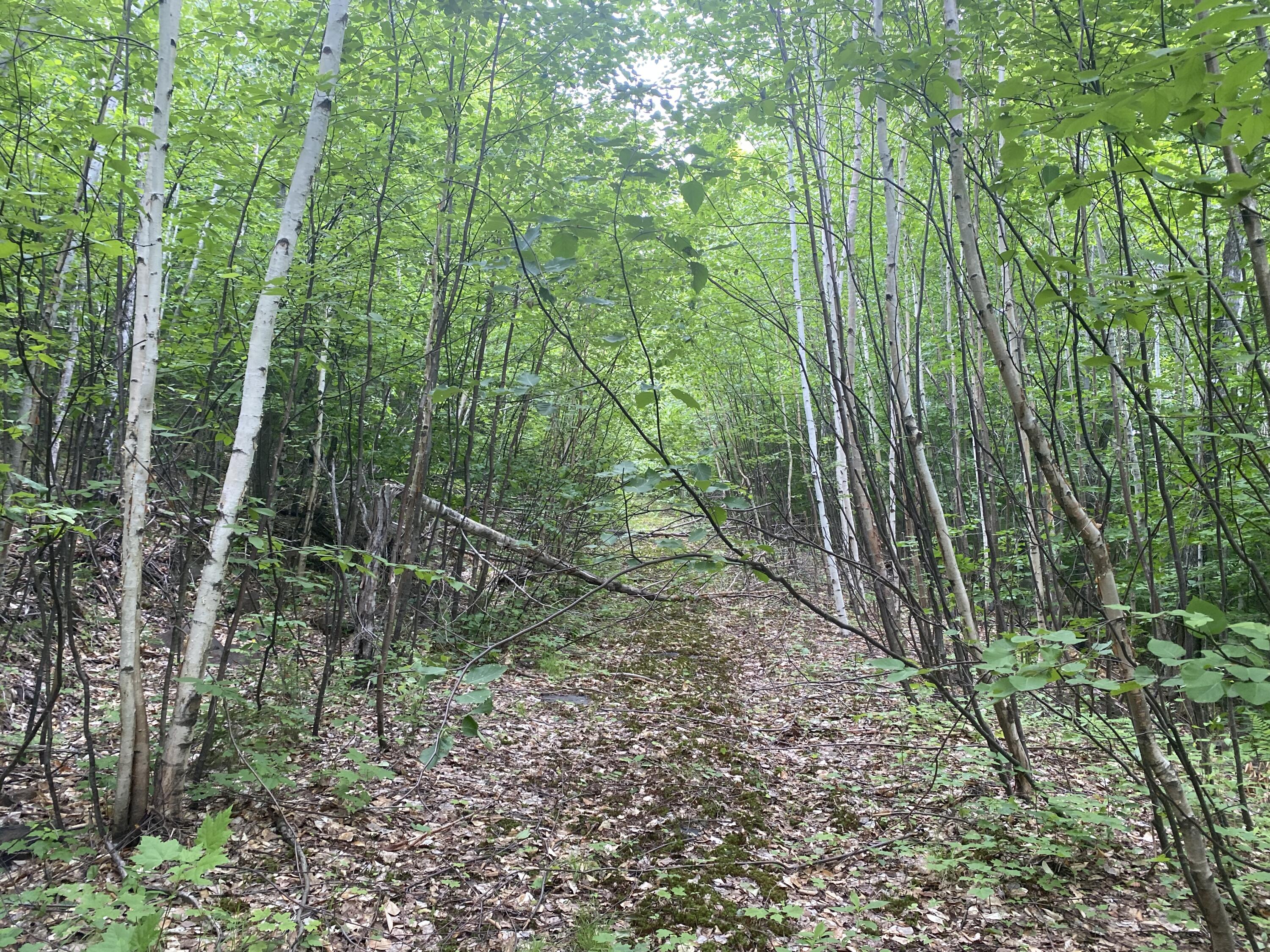 160 Reed's Mill Road Madrid Township, ME 04966 - Photo 16 of 20 Photo Jun 16, 2 43 48 PM