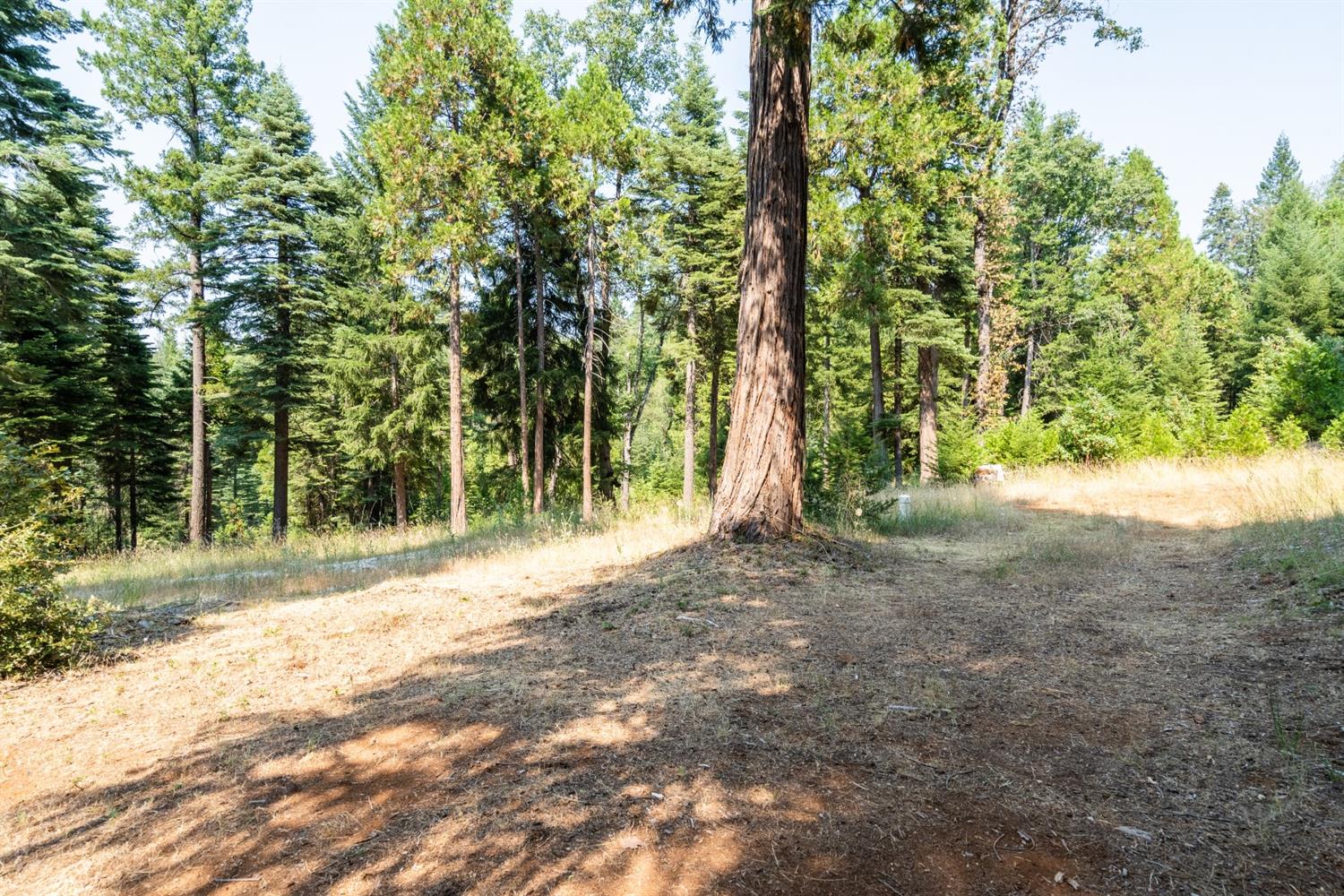 13518 Quaker Hill Cross Road Nevada City, CA 95959 - Photo 11 of 30 a view of a forest with trees