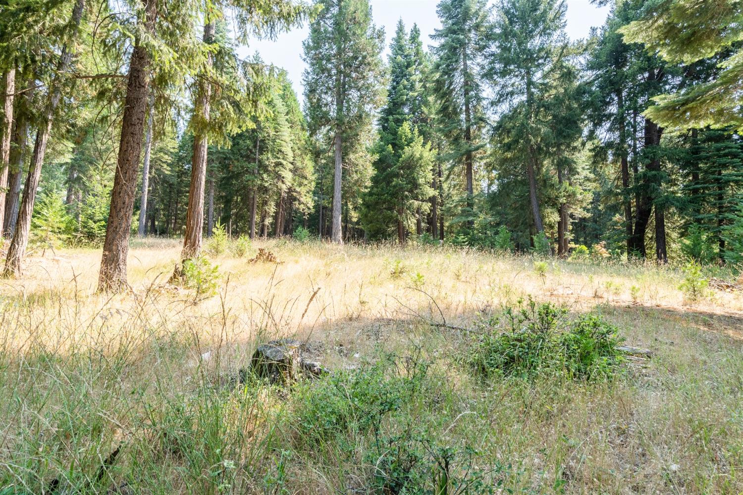 13518 Quaker Hill Cross Road Nevada City, CA 95959 - Photo 14 of 30 a view of yard covered with trees