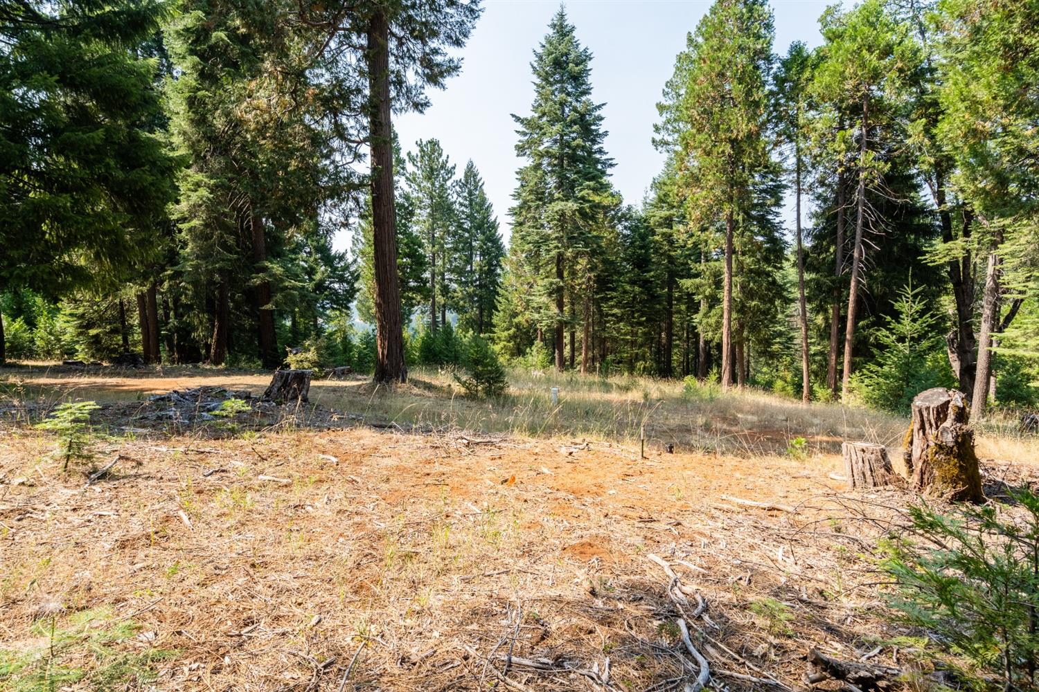 13518 Quaker Hill Cross Road Nevada City, CA 95959 - Photo 15 of 30 a view of a yard with plants and trees