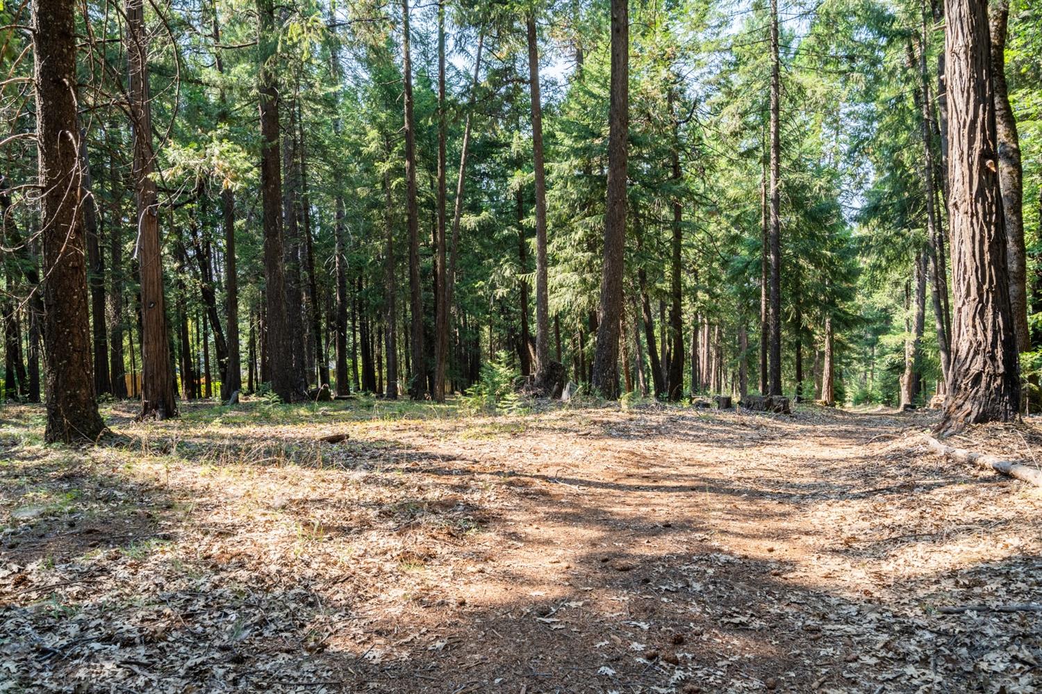 13518 Quaker Hill Cross Road Nevada City, CA 95959 - Photo 18 of 30 a house with trees in the background