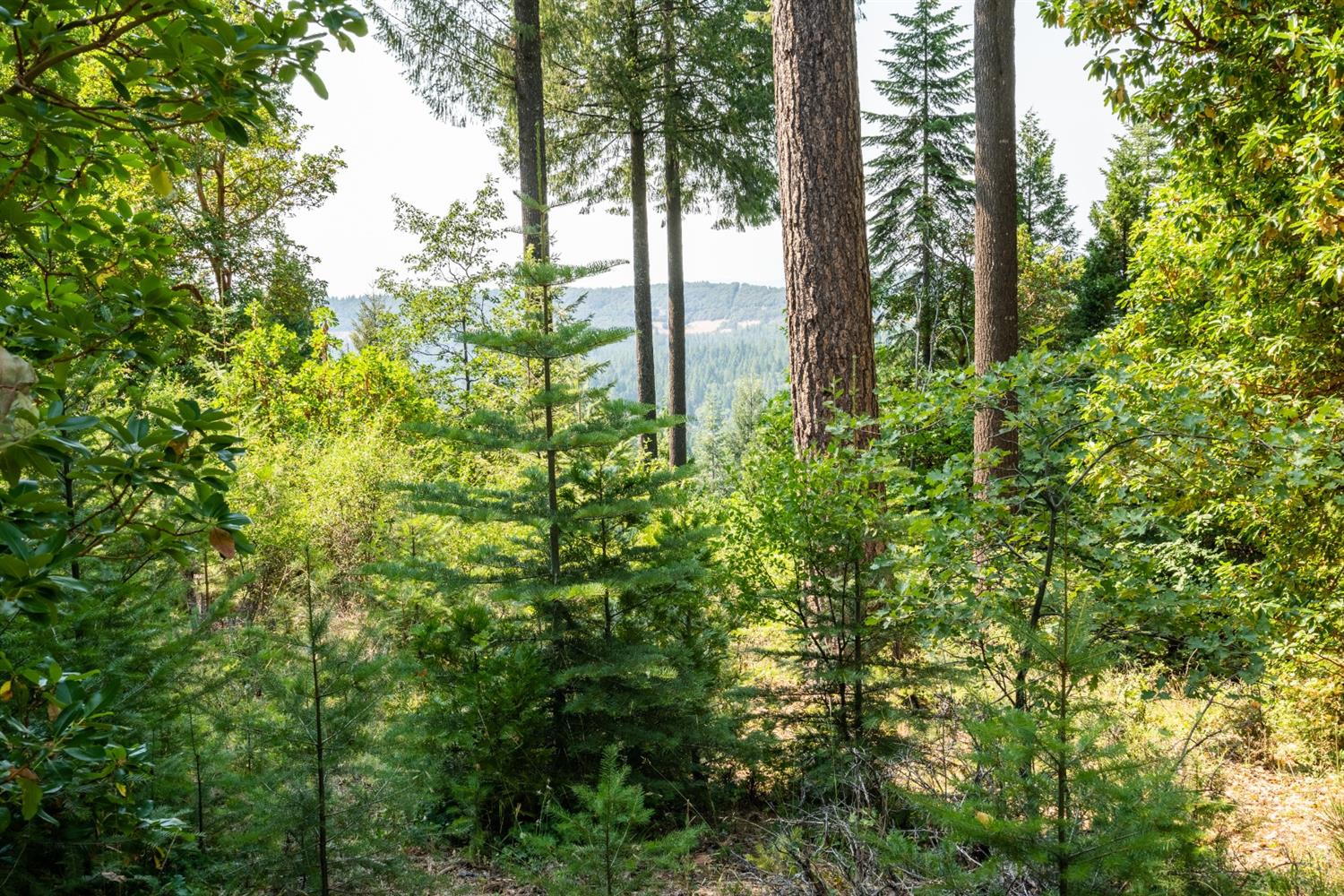 13518 Quaker Hill Cross Road Nevada City, CA 95959 - Photo 8 of 30