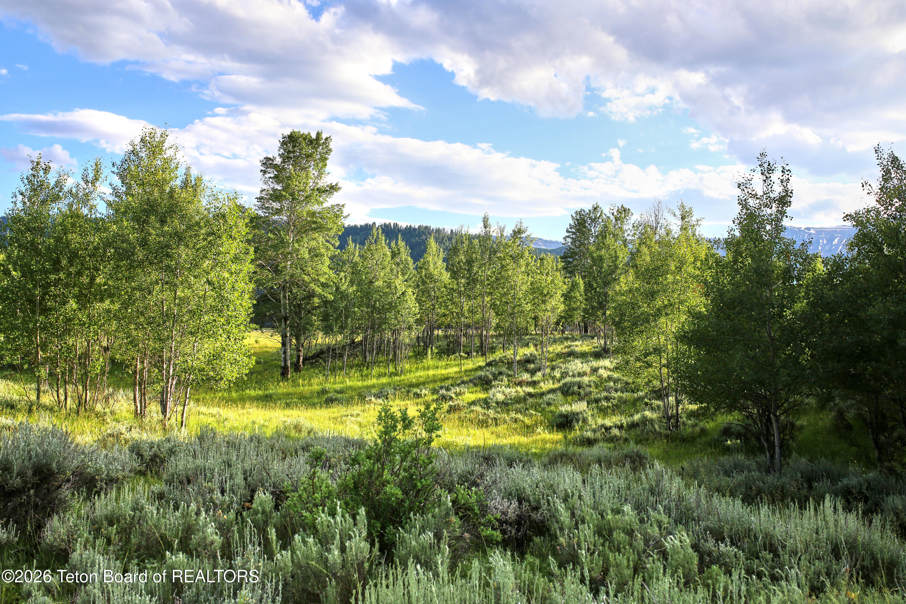 865 Elk Ridge Road Jackson, WY 83001 - Photo 2 of 20 Trees for Privacy